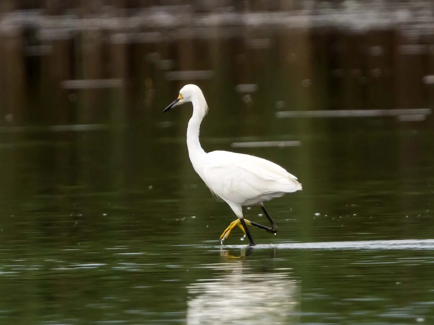 Snowy Egrets — Susan Kirby
